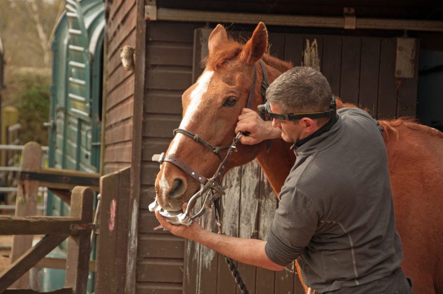 equine therapy for veterans equine therapy for veterans