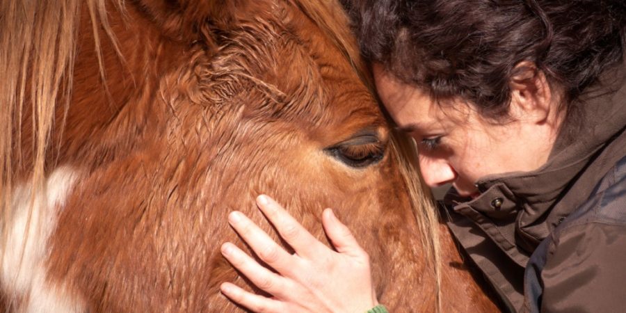 Equine Therapy Near Me