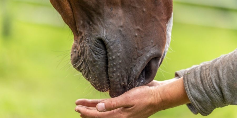 What is Equine Therapy?