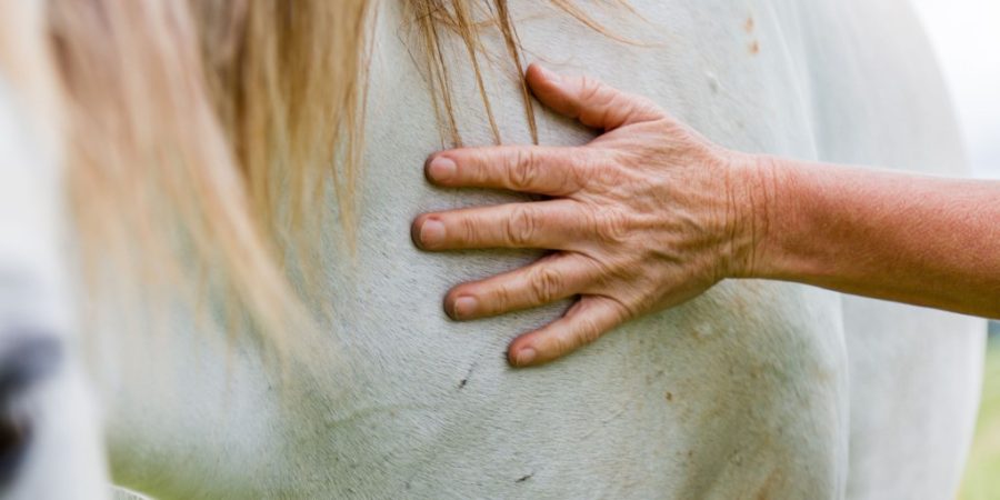 Additional Types of Equine Therapy Near Me